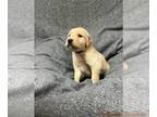 Golden Retriever PUPPY FOR SALE ADN-779292 - AKC Golden Retriever Puppies
