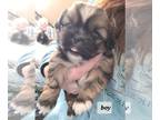 Shih Tzu PUPPY FOR SALE ADN-779301 - Shihtzu puppy