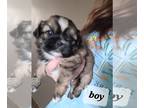 Shih Tzu PUPPY FOR SALE ADN-779302 - Shihtzu puppy