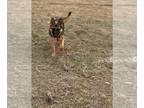 German Shepherd Dog PUPPY FOR SALE ADN-779303 - AKC Registered German Shepherd