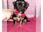 Chihuahua PUPPY FOR SALE ADN-779306 - California showy ELVIS