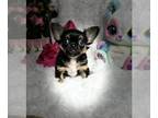 Chihuahua PUPPY FOR SALE ADN-779306 - California Tcup ELVIS