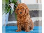 Poodle (Toy) PUPPY FOR SALE ADN-779307 - ACA Toy Poodle