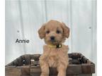Goldendoodle (Miniature) PUPPY FOR SALE ADN-779309 - Annie Mini F1B Goldendoodle