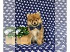 Pomeranian PUPPY FOR SALE ADN-779322 - Adorable Pomeranian Puppy