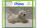 Havanese PUPPY FOR SALE ADN-779349 - Say Hello to Chewy