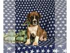 Boxer PUPPY FOR SALE ADN-779354 - Very Handsome Boxer Puppy
