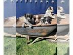 Australian Cattle Dog-Border Collie Mix PUPPY FOR SALE ADN-779356 - Blue Heeler