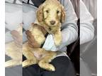 Goldendoodle PUPPY FOR SALE ADN-779357 - Disney named Goldendoodles