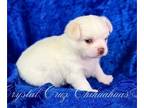 Chihuahua PUPPY FOR SALE ADN-779361 - STUNNING White Longcoat Boy