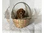 Maltipoo PUPPY FOR SALE ADN-779362 - Family puppy