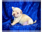 Chihuahua PUPPY FOR SALE ADN-779365 - Super cute cream fawn shortcoat boy