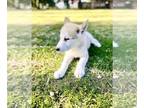 Wolf Hybrid DOG FOR ADOPTION ADN-779192 - Low content Wolf hybrid up for