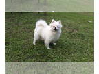 Pomeranian DOG FOR ADOPTION ADN-779065 - White adult pomeranian female