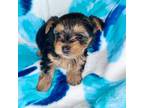 Yorkshire Terrier Puppy for sale in Somers, CT, USA