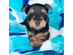 Yorkshire Terrier Puppy for sale in Somers, CT, USA