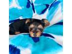 Yorkshire Terrier Puppy for sale in Somers, CT, USA