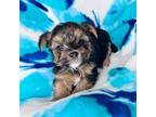 Yorkshire Terrier Puppy for sale in Somers, CT, USA