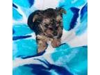 Yorkshire Terrier Puppy for sale in Somers, CT, USA