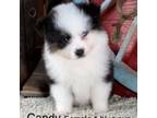 Miniature Australian Shepherd Puppy for sale in Longview, TX, USA