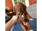 Mutt Puppy for sale in Lake Butler, FL, USA