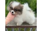 Pomeranian Puppy for sale in Zionville, NC, USA