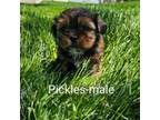 Shorkie Tzu Puppy for sale in Rock Valley, IA, USA