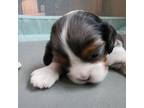 Cavalier King Charles Spaniel Puppy for sale in Dewitt, MI, USA