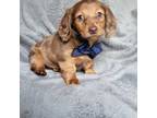 Dachshund Puppy for sale in Charlotte, NC, USA