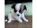 Chihuahua Puppy for sale in Hollywood, FL, USA