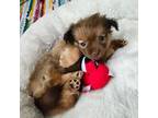 Chihuahua Puppy for sale in Hollywood, FL, USA