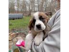 Saint Bernard Puppy for sale in Wakefield, RI, USA