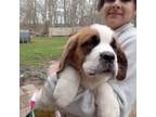 Saint Bernard Puppy for sale in Wakefield, RI, USA