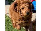 Poodle (Toy) Puppy for sale in Pasadena, CA, USA