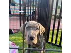 Great Dane Puppy for sale in Long Beach, CA, USA