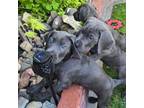 Great Dane Puppy for sale in Long Beach, CA, USA