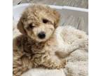 Goldendoodle Puppy for sale in Cypress, TX, USA