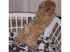 Goldendoodle Puppy for sale in Cypress, TX, USA