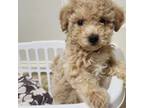 Goldendoodle Puppy for sale in Cypress, TX, USA