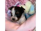 Yorkshire Terrier Puppy for sale in Roanoke, IN, USA