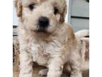 Maltipoo Puppy for sale in Katy, TX, USA