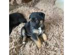 German Shepherd Dog Puppy for sale in New York, NY, USA