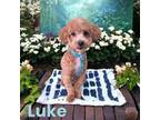 Mutt Puppy for sale in Lexington, NC, USA