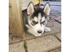 Siberian Husky Puppy for sale in North Manchester, IN, USA