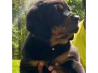 Rottweiler Puppy for sale in Manassas, VA, USA