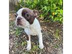 Boston Terrier Puppy for sale in Falls City, NE, USA