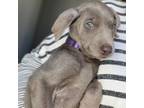 Doberman Pinscher Puppy for sale in Chatsworth, CA, USA