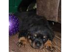 Rottweiler Puppy for sale in Marshall, TX, USA