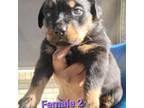 Rottweiler Puppy for sale in Marshall, TX, USA