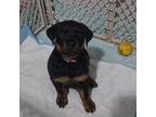 Rottweiler Puppy for sale in Marshall, TX, USA